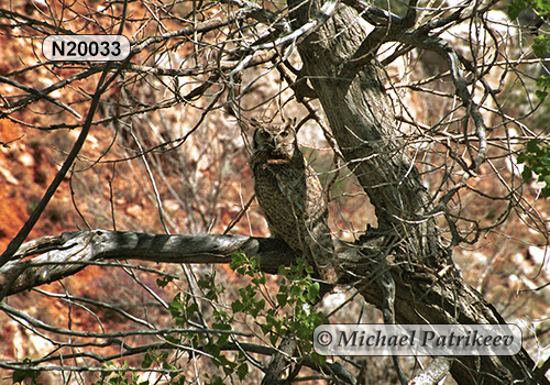 Bubo virginianus
